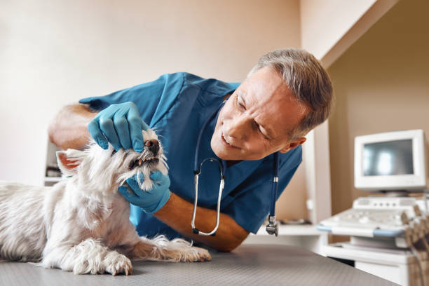 Best Mobile Emergency Dentist in Frankston, TX